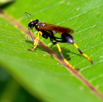 Black and Yellow Mud Dauber
Sceliphron caementarium